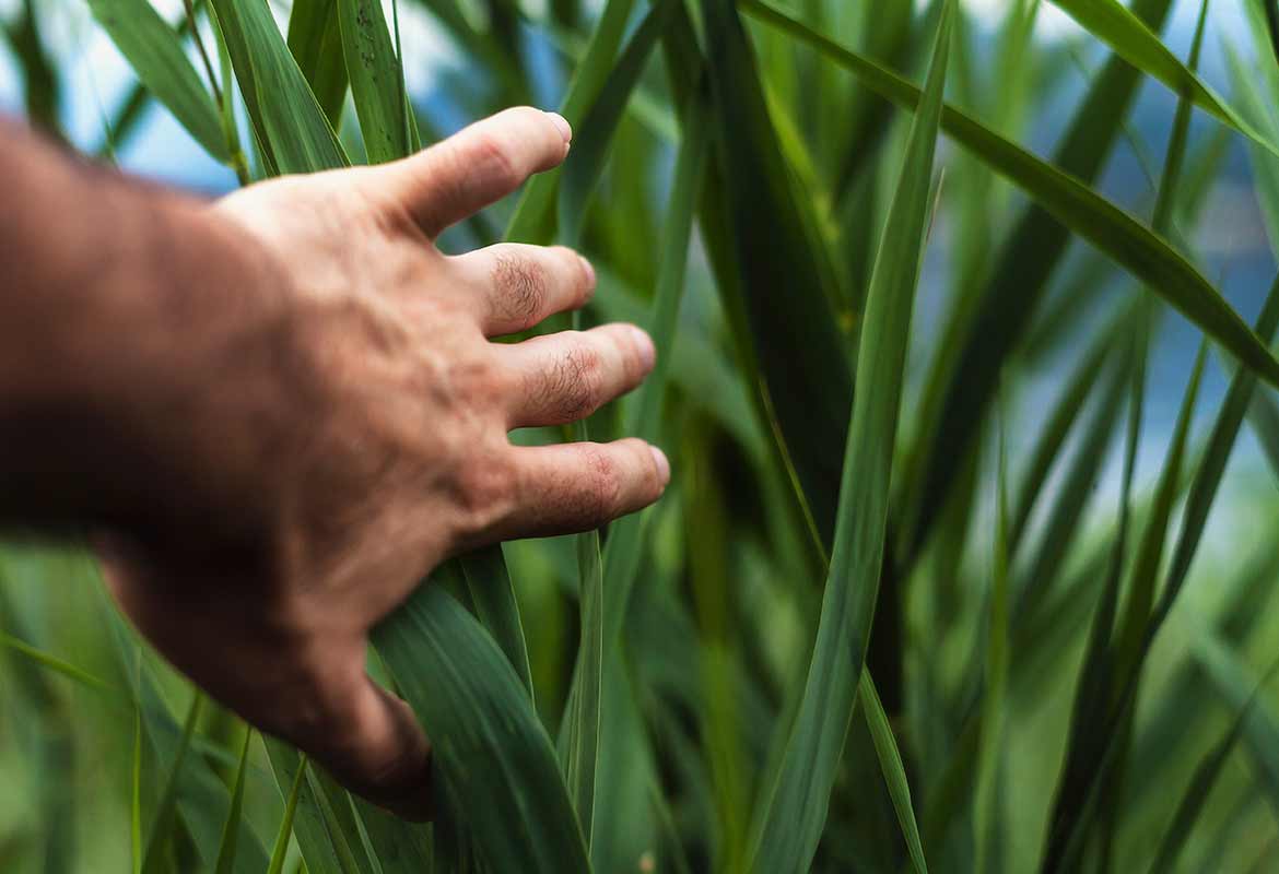 Engenharia Agronômica / Agronomia